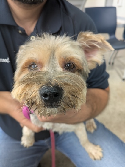 Shelter Stray Male Dog last seen Near Battle Mountain Trl, North District, TX, 355 Hillshire Dr, Haslet, TX 76052, USA