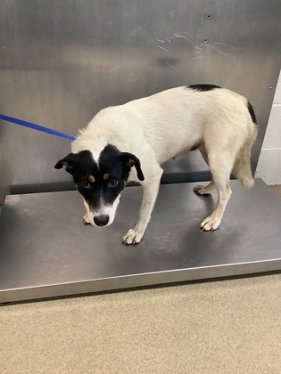 Shelter Stray Female Dog last seen Near Chickasaw Avenue, East District, TX, 355 Hillshire Dr, Haslet, TX 76052, USA