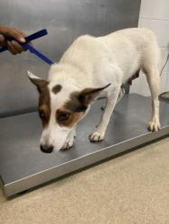 Shelter Stray Female Dog last seen Near Chickasaw Avenue, East District, TX, 355 Hillshire Dr, Haslet, TX 76052, USA