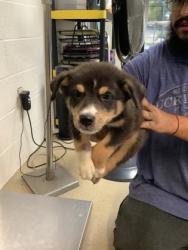 Shelter Stray Male Dog last seen Near Chickasaw Avenue, East District, TX, 355 Hillshire Dr, Haslet, TX 76052, USA