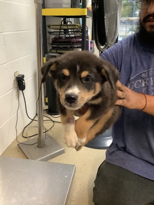Shelter Stray Male Dog last seen Near Chickasaw Avenue, East District, TX, 355 Hillshire Dr, Haslet, TX 76052, USA