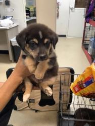 Shelter Stray Male Dog last seen Near Chickasaw Avenue, East District, TX, 355 Hillshire Dr, Haslet, TX 76052, USA