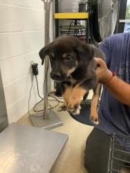 Shelter Stray Male Dog last seen Near Chickasaw Avenue, East District, TX, 355 Hillshire Dr, Haslet, TX 76052, USA