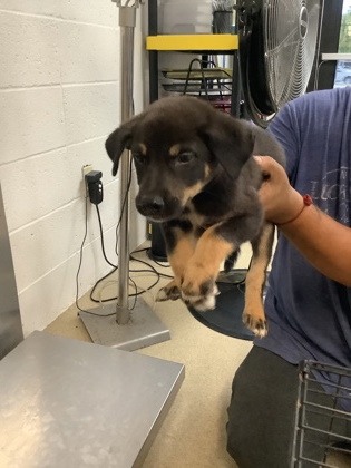 Shelter Stray Male Dog last seen Near Chickasaw Avenue, East District, TX, 355 Hillshire Dr, Haslet, TX 76052, USA