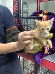 Shelter Stray Male Cat last seen Near ESSEX ST, East District, TX, 355 Hillshire Dr, Haslet, TX 76052, USA