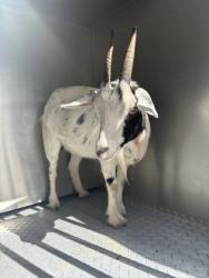 Shelter Stray Female Goat last seen N Little John Ave, Inverness,, 4030 S Airport Rd, Inverness, FL 34450, USA