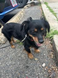 Found/Stray Male Dog last seen Near Alabama Ave Se Washington DC 20020, Washington, DC 20019