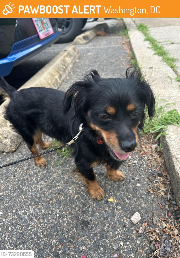 Found/Stray Male Dog last seen Near Alabama Ave Se Washington DC 20020, Washington, DC 20019