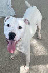 Shelter Stray Male Dog last seen , , TX, 1650 Gross Rd, Mesquite, TX 75149, USA