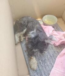 Shelter Stray Male Dog last seen Hazel Ave & W Mount Whitney Ave, Riverdale Zone Fresno CO 1B 93656, CA, 1510 W Dan Ronquillo Dr, Fresno, CA 93706, USA