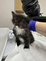 Shelter Stray Female Cat last seen Pauite way at Gwendolyn way, Rancho Cordova, CA, 6201 Florin Perkins Rd, Sacramento, CA 95828, USA