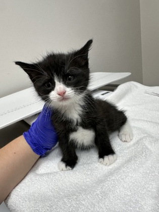 Shelter Stray Female Cat last seen Pauite way at Gwendolyn way, Rancho Cordova, CA, 6201 Florin Perkins Rd, Sacramento, CA 95828, USA