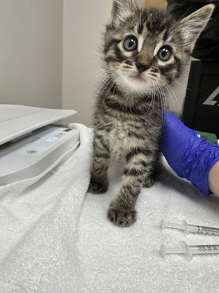 Shelter Stray Male Cat last seen Pauite way at Gwendolyn way, Rancho Cordova, CA, 6201 Florin Perkins Rd, Sacramento, CA 95828, USA
