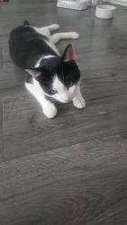 Reunited Male Cat last seen Grove park, Greater London, England SE12 9QB