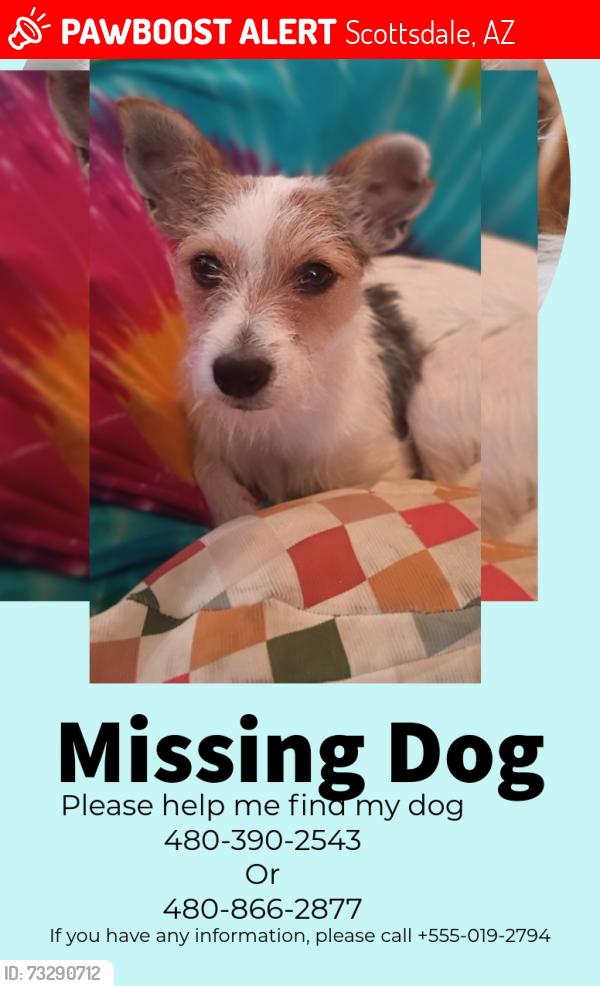 Lost Male Dog last seen Mckillips, Scottsdale, AZ 85257