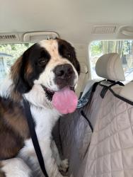 Found/Stray Male Dog last seen Kensington and Barnett, Baton Rouge, LA 70809