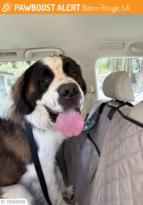 Found/Stray Male Dog last seen Kensington and Barnett, Baton Rouge, LA 70809