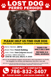 Lost Male Dog last seen trailer park, North Miami Beach, FL 33181