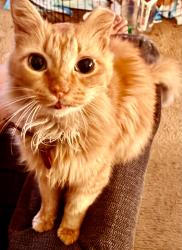 Reunited Male Cat last seen Finch park McKinney Texas, McKinney, TX 75069