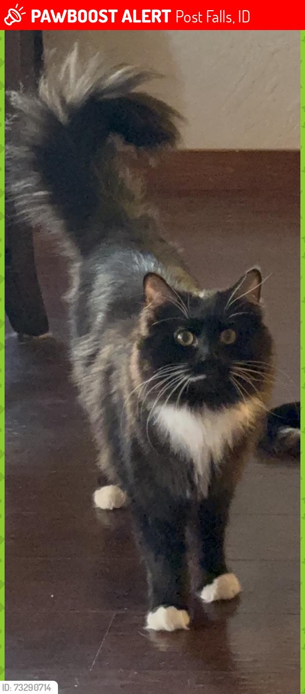 Lost Female Cat last seen Greensferry Grove, 16th and Greensferry, Post Falls, ID 83854