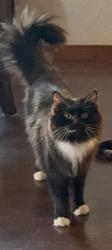 Lost Female Cat last seen Greensferry Grove, 16th and Greensferry, Post Falls, ID 83854
