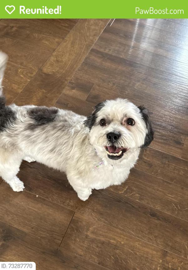 Reunited Female Dog last seen Rich Road and West Loveland avenue, Loveland, OH 45140