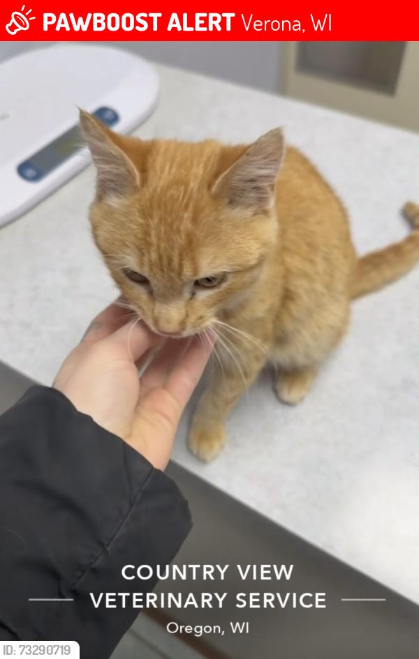 Lost Male Cat last seen Senior center, Verona, WI 53593