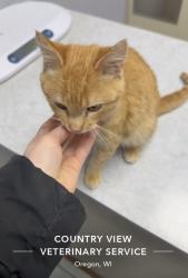 Lost Male Cat last seen Senior center, Verona, WI 53593