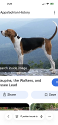 Lost Male Dog last seen Hicks Road and Chicot Road, Mc Rae, AR 72102