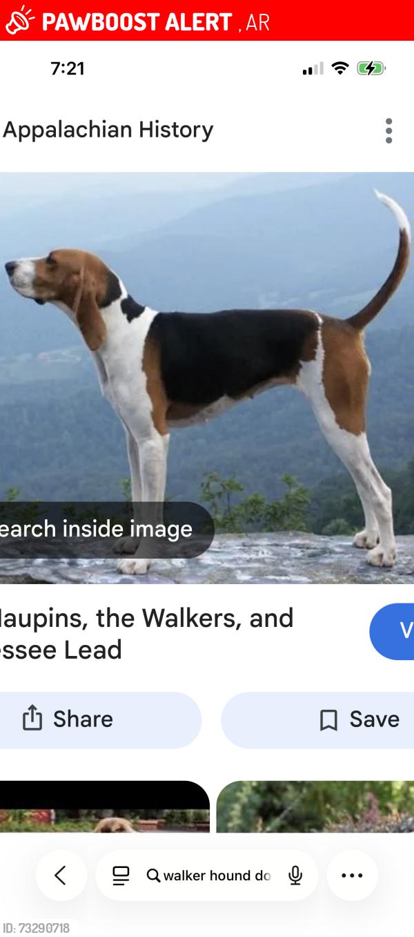 Lost Male Dog last seen Hicks Road and Chicot Road, Mc Rae, AR 72102