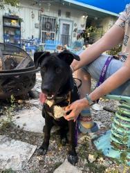 Found/Stray Female Dog last seen Pinewood and El Monte, San Antonio, TX 78216