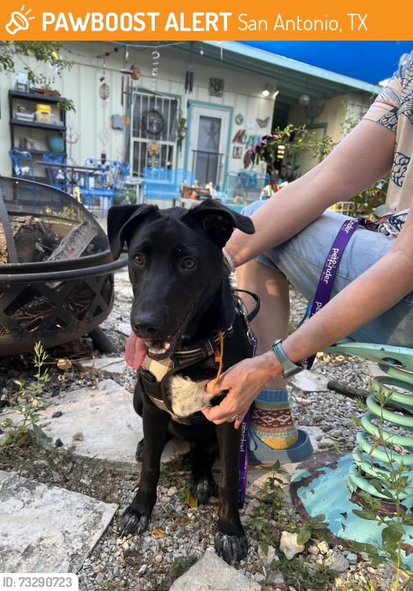 Found/Stray Female Dog last seen Pinewood and El Monte, San Antonio, TX 78216