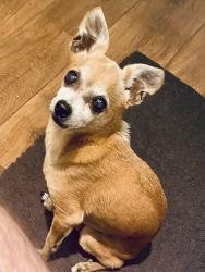 Reunited Male Dog last seen Rochow close to W Clay, Houston, TX 77019