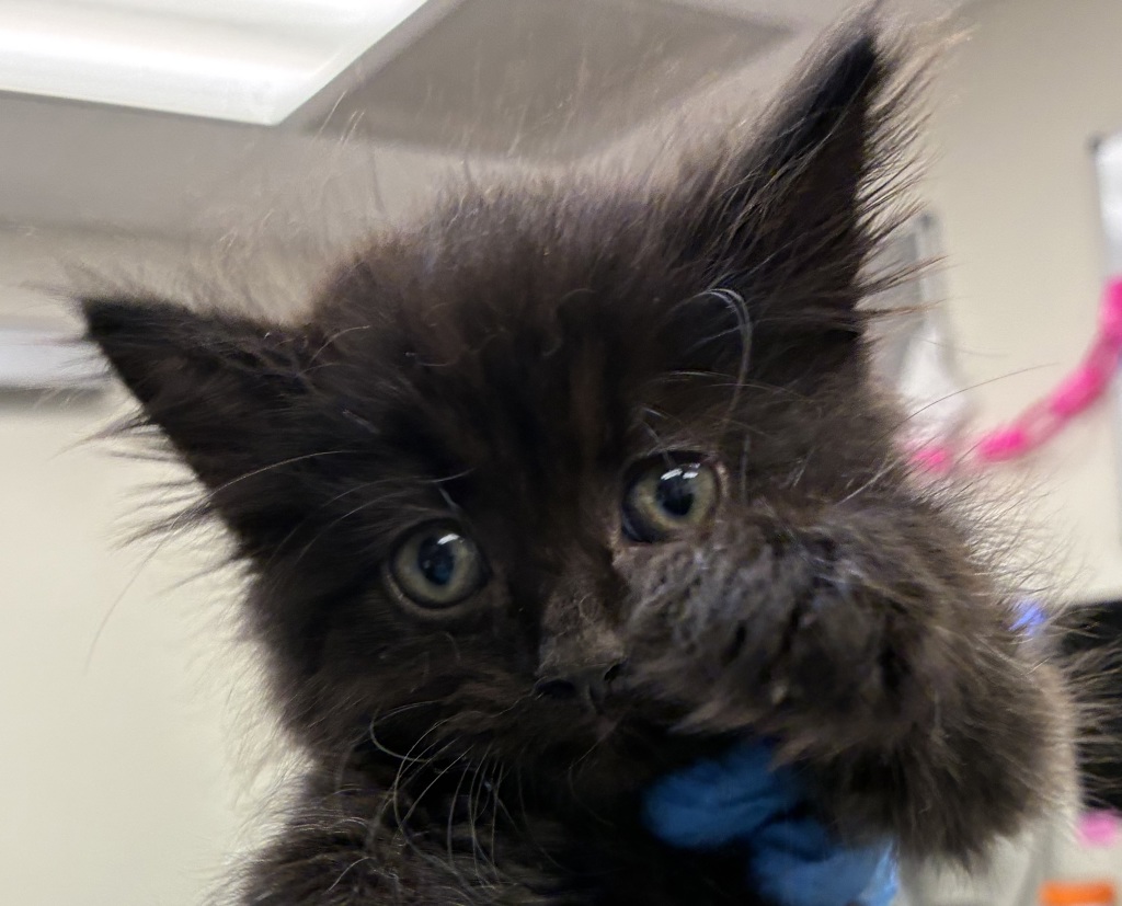 Shelter Stray Male Cat last seen NE 42nd Ave / NE Tillamook St, PORTLAND, OR, 97213, 1700 W Historic Columbia River Hwy, Troutdale, OR 97060, USA