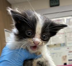 Shelter Stray Male Cat last seen NE 42nd Ave / NE Tillamook St, PORTLAND, OR, 97213, 1700 W Historic Columbia River Hwy, Troutdale, OR 97060, USA