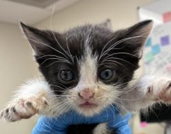 Shelter Stray Female Cat last seen NE 42nd Ave / NE Tillamook St, PORTLAND, OR, 97213, 1700 W Historic Columbia River Hwy, Troutdale, OR 97060, USA