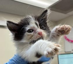 Shelter Stray Male Cat last seen NE 42nd Ave / NE Tillamook St, PORTLAND, OR, 97213, 1700 W Historic Columbia River Hwy, Troutdale, OR 97060, USA