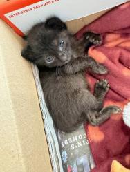 Shelter Stray Unknown Cat last seen south 1st and Blueberry hill, AUSTIN, TX, 78745, 7201 Levander Loop bldg a, Austin, TX 78702, USA