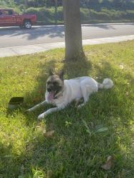 Reunited Female Dog last seen Romance / Toy Ct, Temecula, CA 92592
