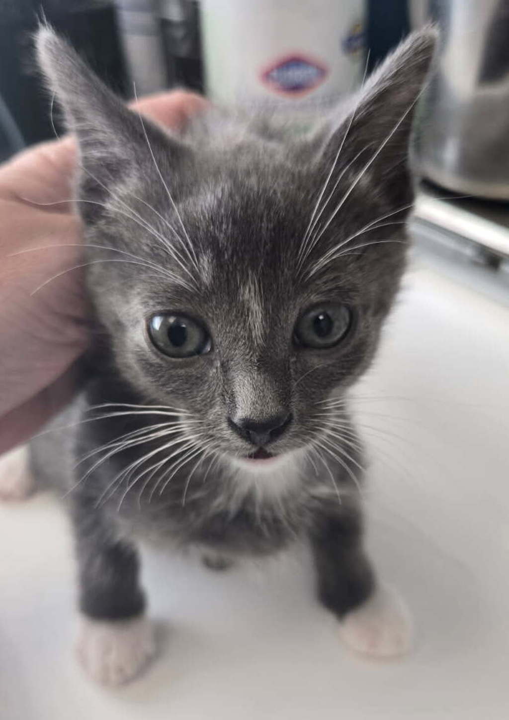 Shelter Stray Male Cat last seen Near W 3100 S, Magna Township, UT, 84044, 511 W 3900 S, Salt Lake City, UT 84123, USA