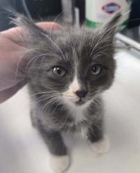 Shelter Stray Female Cat last seen Near W 3100 S, Magna Township, UT, 84044, 511 W 3900 S, Salt Lake City, UT 84123, USA