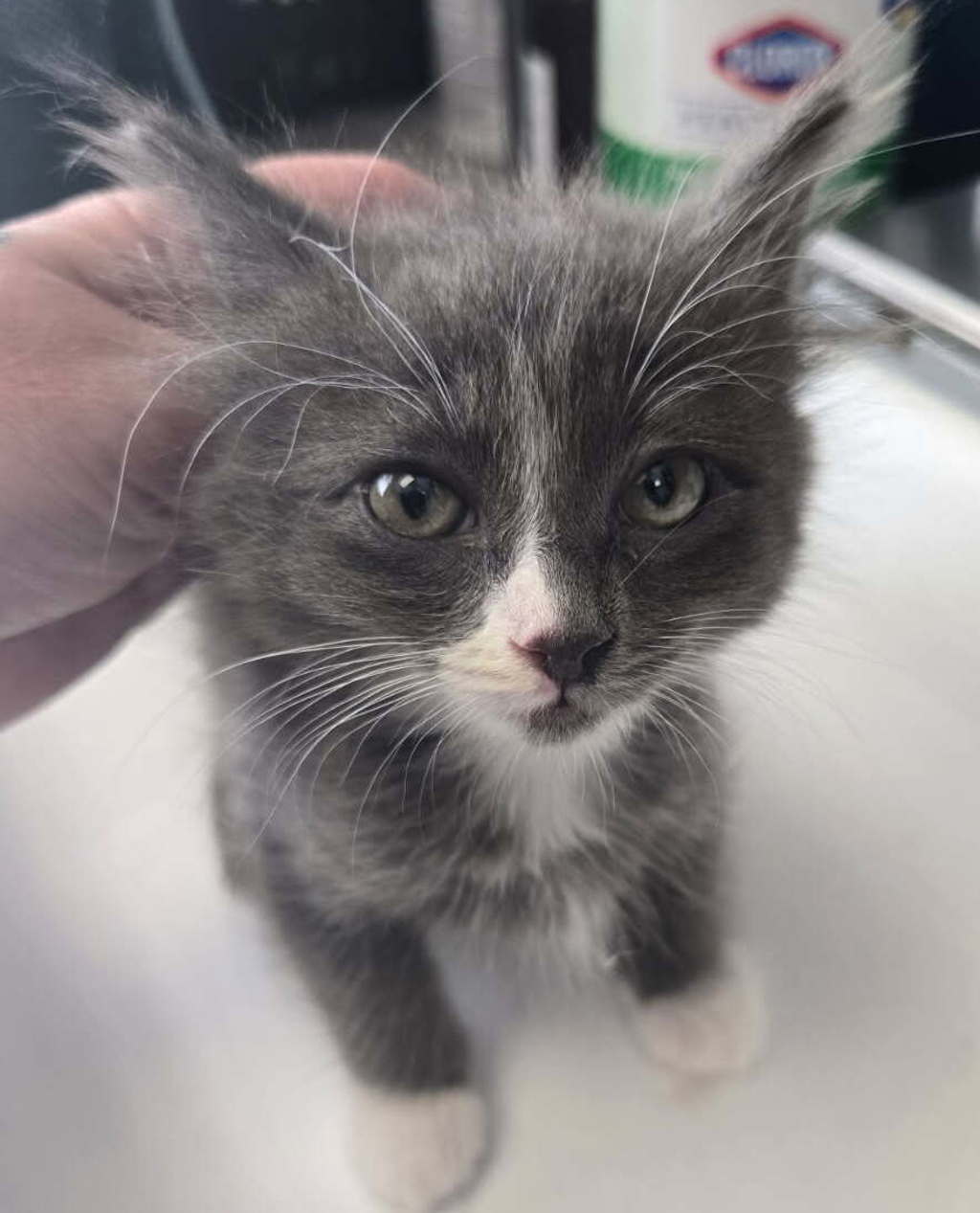 Shelter Stray Female Cat last seen Near W 3100 S, Magna Township, UT, 84044, 511 W 3900 S, Salt Lake City, UT 84123, USA