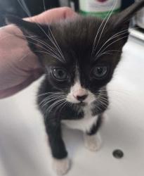 Shelter Stray Female Cat last seen Near W 3100 S, Magna Township, UT, 84044, 511 W 3900 S, Salt Lake City, UT 84123, USA