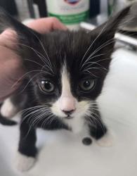Shelter Stray Female Cat last seen Near W 3100 S, Magna Township, UT, 84044, 511 W 3900 S, Salt Lake City, UT 84123, USA