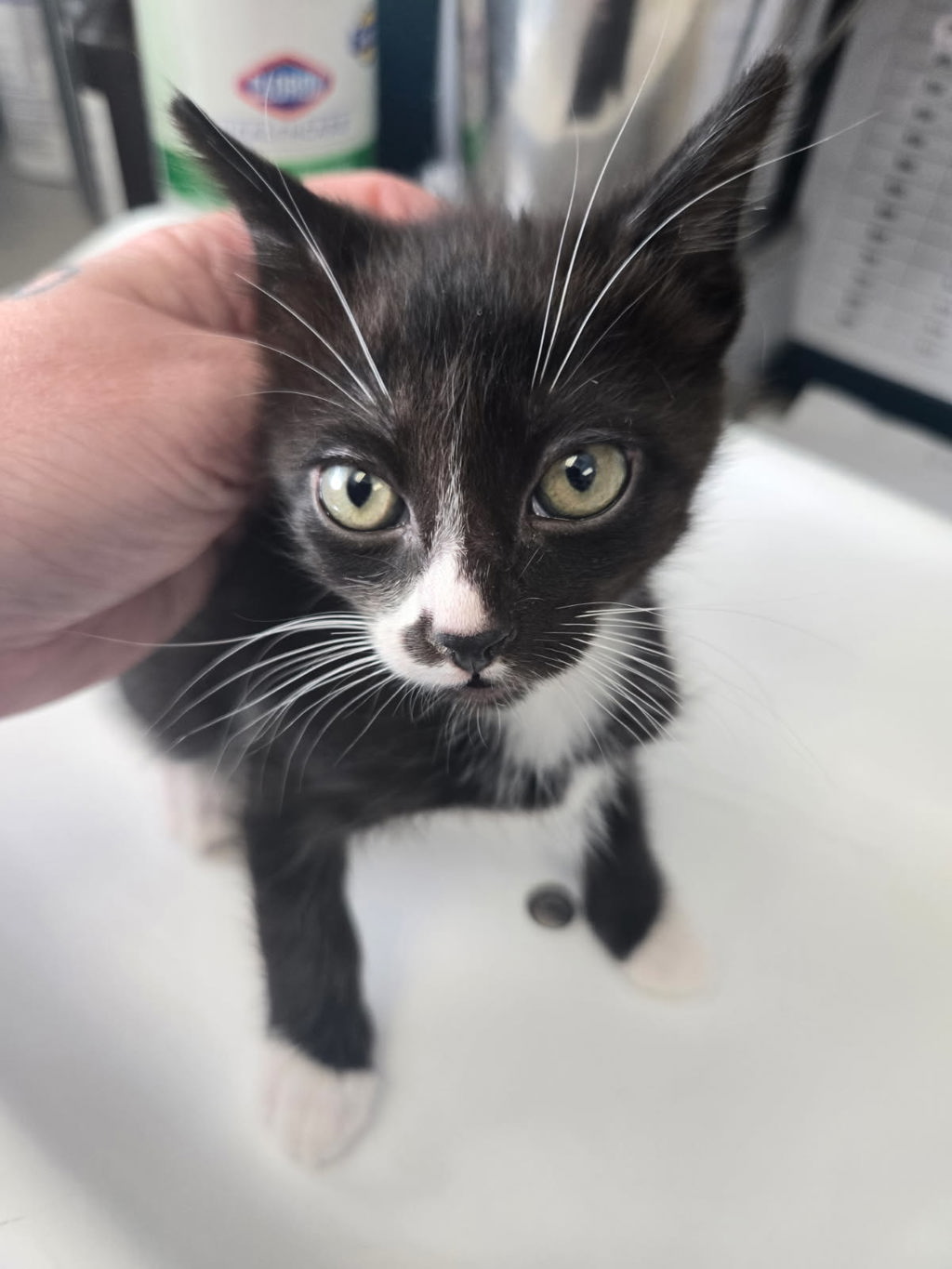 Shelter Stray Male Cat last seen Near W 3100 S, Magna Township, UT, 84044, 511 W 3900 S, Salt Lake City, UT 84123, USA