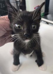 Shelter Stray Male Cat last seen Near W 3100 S, Magna Township, UT, 84044, 511 W 3900 S, Salt Lake City, UT 84123, USA