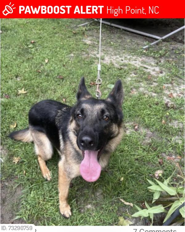 Lost Male Dog last seen Langdale drive and domino rd, High Point, NC 27265