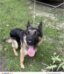 Lost Male Dog last seen Langdale drive and domino rd, High Point, NC 27265