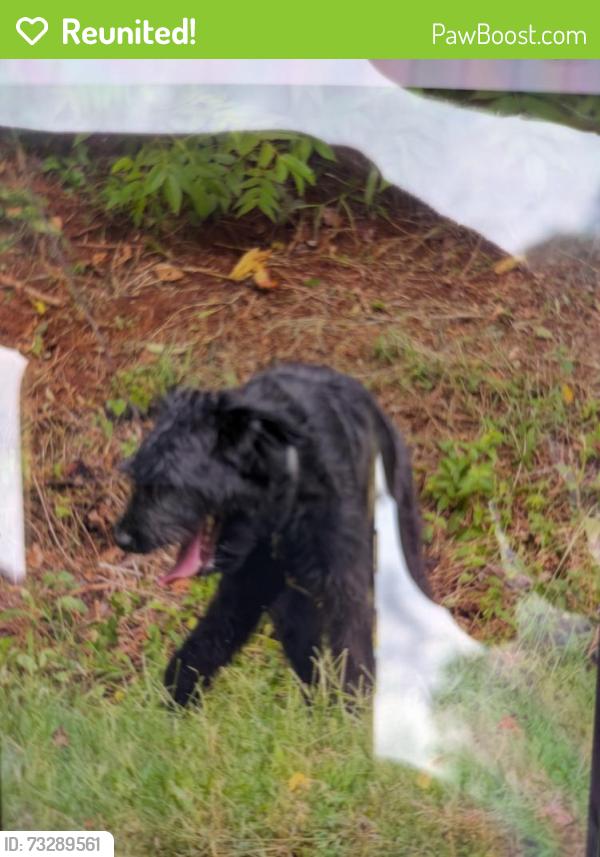 Reunited Unknown Dog last seen By the giant hse with the pioneer theme park, Winston-Salem, NC 27106