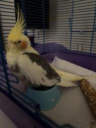 Found/Stray Unknown Bird last seen Vallejo, Vallejo, CA 94590